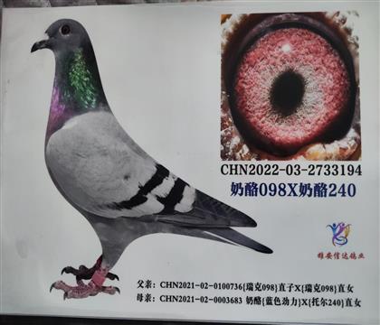 ŷ������098������240���Ƹ룩