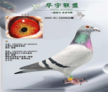 ��ķ ���־� �ܽ�ͷX��ʮ���� X�ܽ�ͷX������