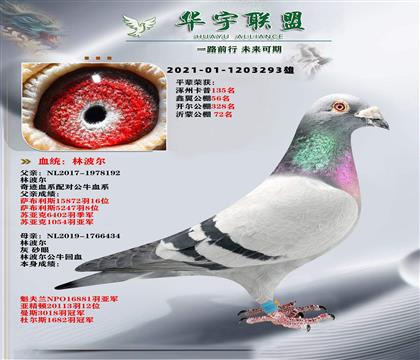 �ٶ�֮�� �ֲ��� �漣��X��ţ�� ������Ѫ