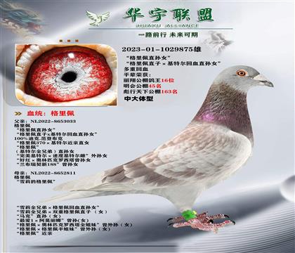 ˫�ظ����� �����д� ��Ѫ����