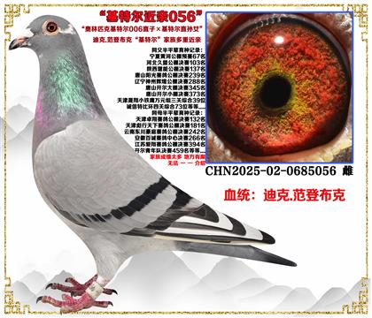 (�ص��Ƽ����Ϸ��ǲ��ˡ����ض�006ֱ�ӡ����ض�ֱ��Ů����Ѫ