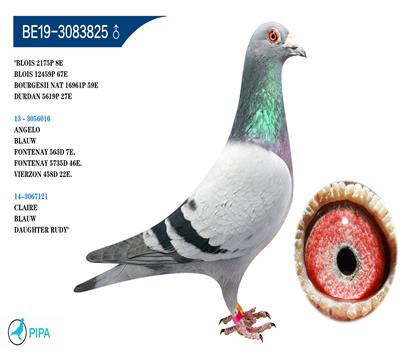 �Ǳ�ԭ�� ������X������-³�ϻ�Ѫ��