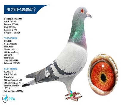 �ֿ˸��� ��˹��X����� �����ɼ�2666��12λ