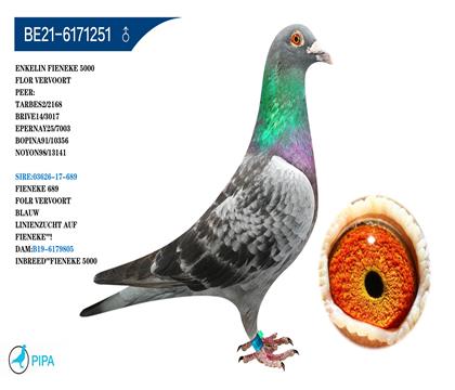 �����Ῠ5000��Ѫϵ �����ɼ�2168���Ǿ�