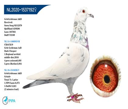 �׵����ֵ� ����919��Ժû�ֱŮ