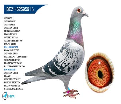 ղɭ�����к�019��Ѫ ղɭ919��Ѫ