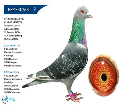 ��˹.����ԭ�ᡰ�������š������