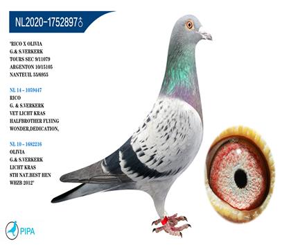 �ֿ˸���ԭ�ᡰ���X����ά櫡� 6955��55λ