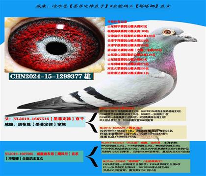 ���ص��Ƽ��������ϲ�����ī�ƶ��ɡ�ֱ��X�������ǡ�ֱŮ