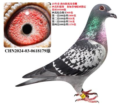 ��ɽ���������������������ƶ�