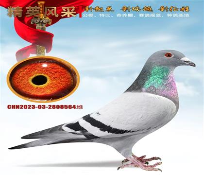 �Ǳ�³�ϻ�Ѫ