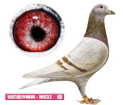 ���ǲ���-�º�С��M032