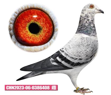 ��˹��-��Ӱ����408