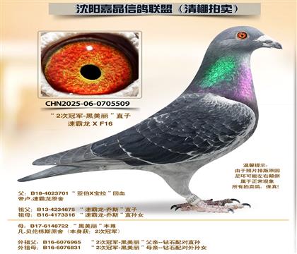 �ڰ���������21����ƽ��