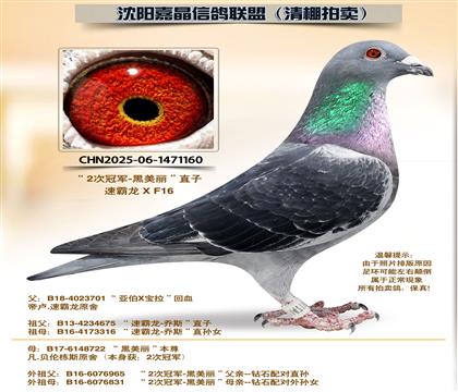 �ڰ���������21����ƽ��