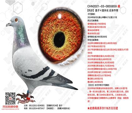 �ж�ֱ�ӡ�ֱ��Ů  ��������