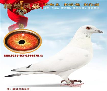 ʵս��ѩ����