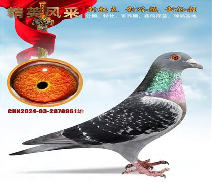 �����ھ����峬������961