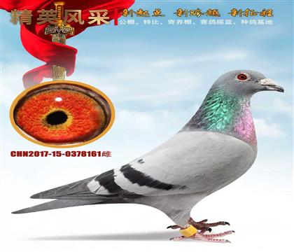 ������ĸ161����������102��