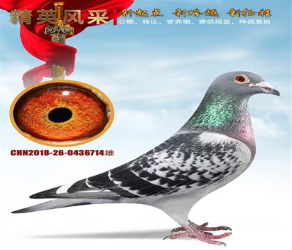 ���ƶ�˫�ػ�Ѫ����