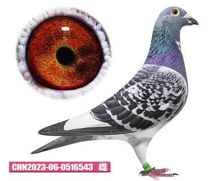 ��ɭ��˹-����¬С��543