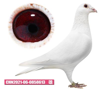 ������-�������613