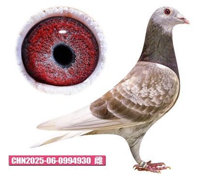 ���ǲ���-�ú칫��930