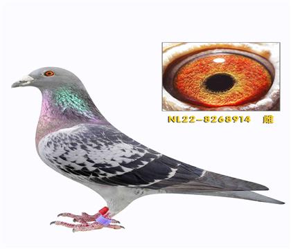 �����ϲ���ī�ƶ���ֱ����ī�ƶ���ֱŮ����914