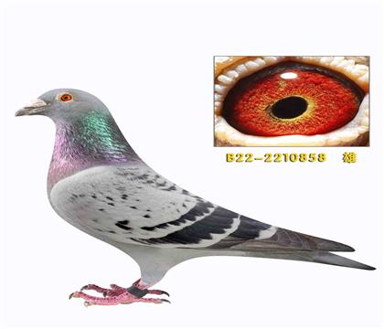 �¶���·������003���׻�Ѫ����858