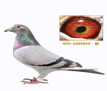 �����»��ض�ֱ��855