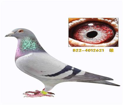 ��������ū�Ǳȹ������׻�Ѫ����621