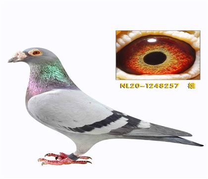 ���ǿ���ŷԪ����257