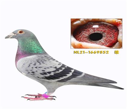 ���ǿ��ո��������׵����û�����852