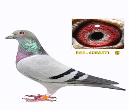 �϶� ������ ��ʱ����������Ů871