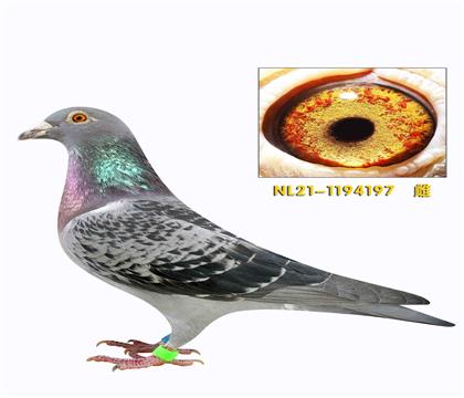 �ھ��ƻ��������������Ͽ������ֱ��Ů197