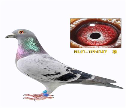 �ھ��ƻ�����������������������ﲨ147