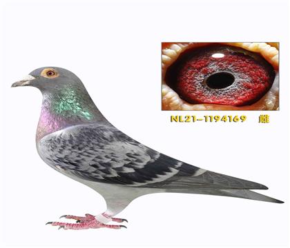 �ھ��ƻ��������Ľ��ײ�����169