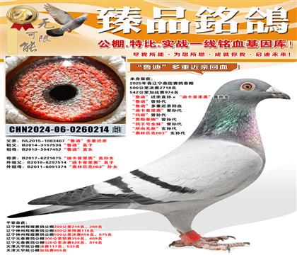 ���Ŵ����ս��974����³�ϡ�����ֱ������Ͽ�����¡�ֱ��Ů