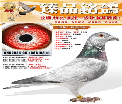 ����ѩ030��ֱ������û�������� ����ѩ�������ض���ȫ��ֱ