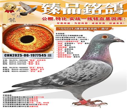 �������蹫��鳲��SSG/1J�ٶȸ���8����ֱŮ ��³�ϡ���