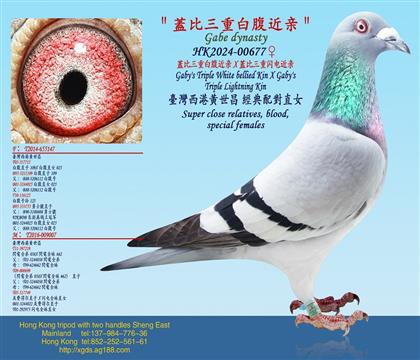 �w�����ذ׸�����X�w�������������