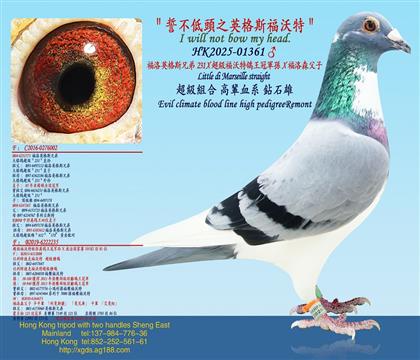 ����Ӣ��˹�ֵ�231X����������������܊�OX����ɭ����