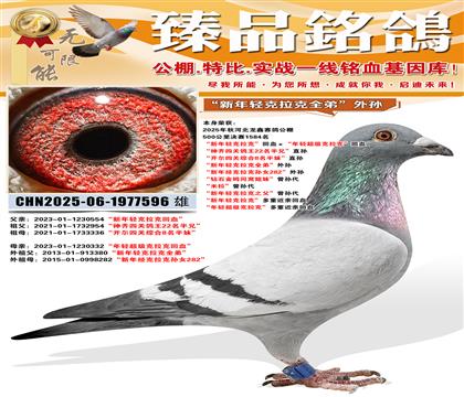 �ӱ��������빫��鳲 �������Ĺظ���22�����֡�ֱ�� ������