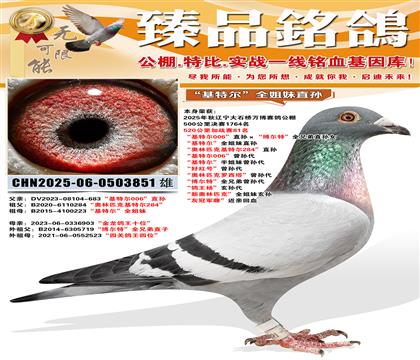 ��ʯ���򲩼�ս��81�������ض�006��ֱ����������ء�ȫ�ֵ�