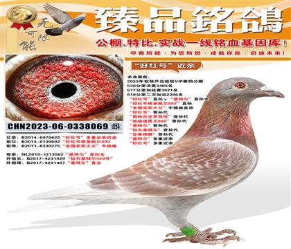 ��«������VIP�鳲���ú�š�ֱ��������ض���ֱ��Ů ���ú�