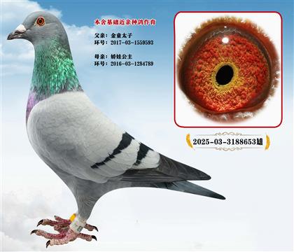 ������������ָ롰ʯ�������罿��ɣ��ʿ��