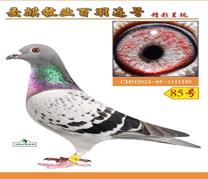 ʥ����ҵ�Ǳȣ���ĸ447�ܵ�����