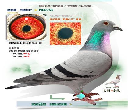 ������鵡���