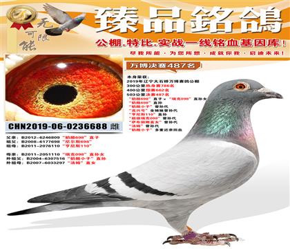 ��ʯ���򲩹������487����������������698��ֱ�� ����