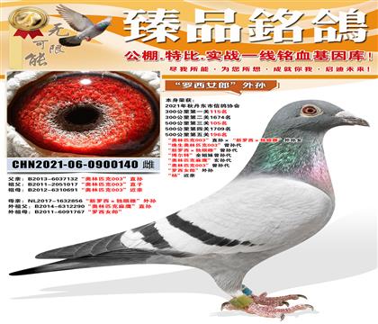 500����105��������ƥ��003��ֱ����������������۴ơ�